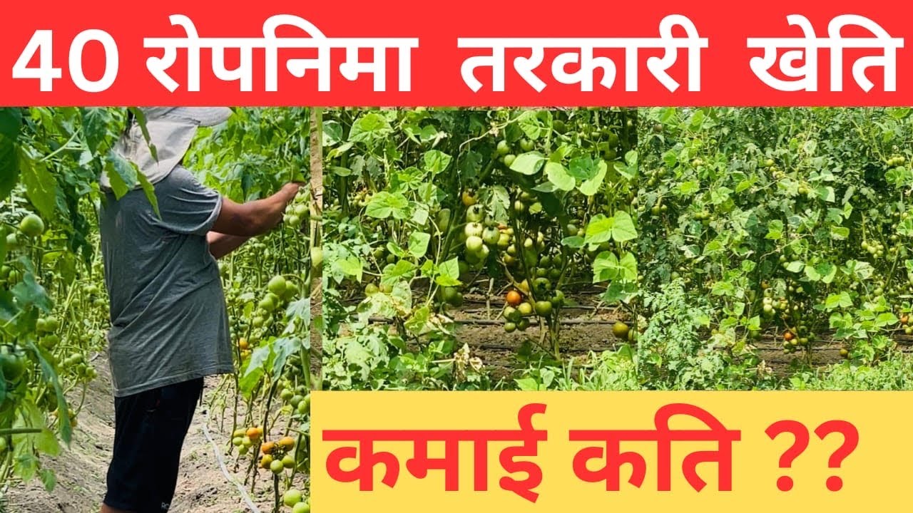 40 रोपनिमा तरकारि खेति अनि कमाई कति ??