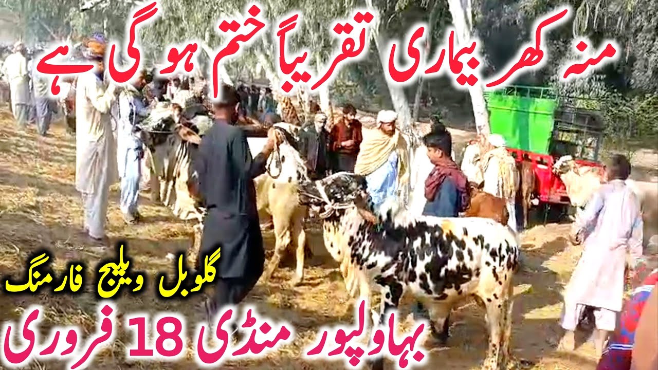 Bahawalpur Cow Mandi Today Fresh Video Bachre Bachri Cholistani Qurbani || Global Village Farming