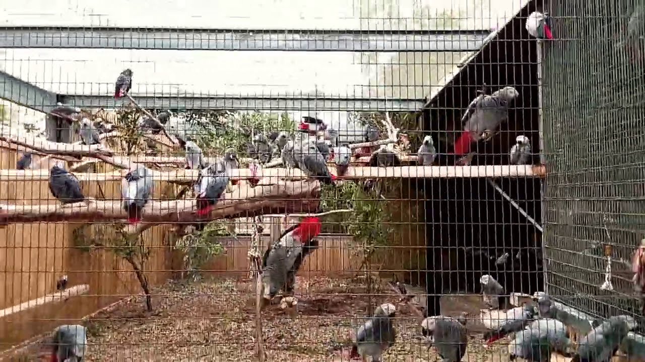 Timneh Grey Parrots - Lincolnshire Wildlife Park