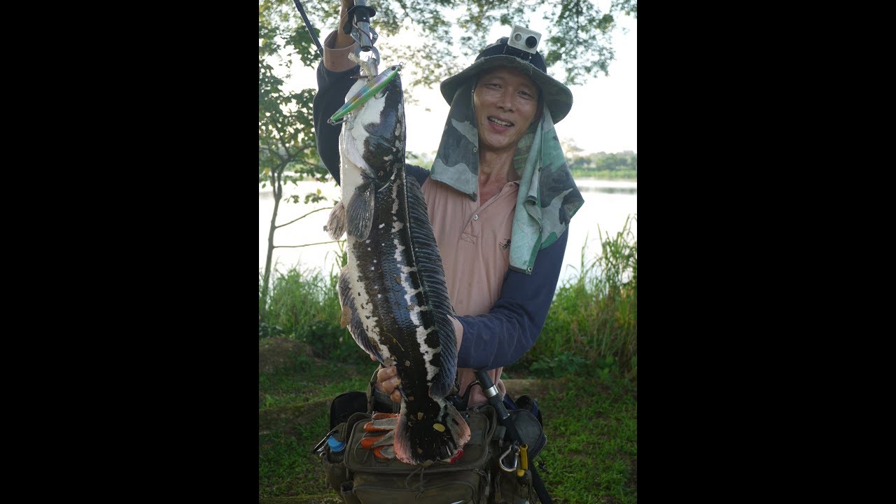 toman hunting 217 with sinking pencil