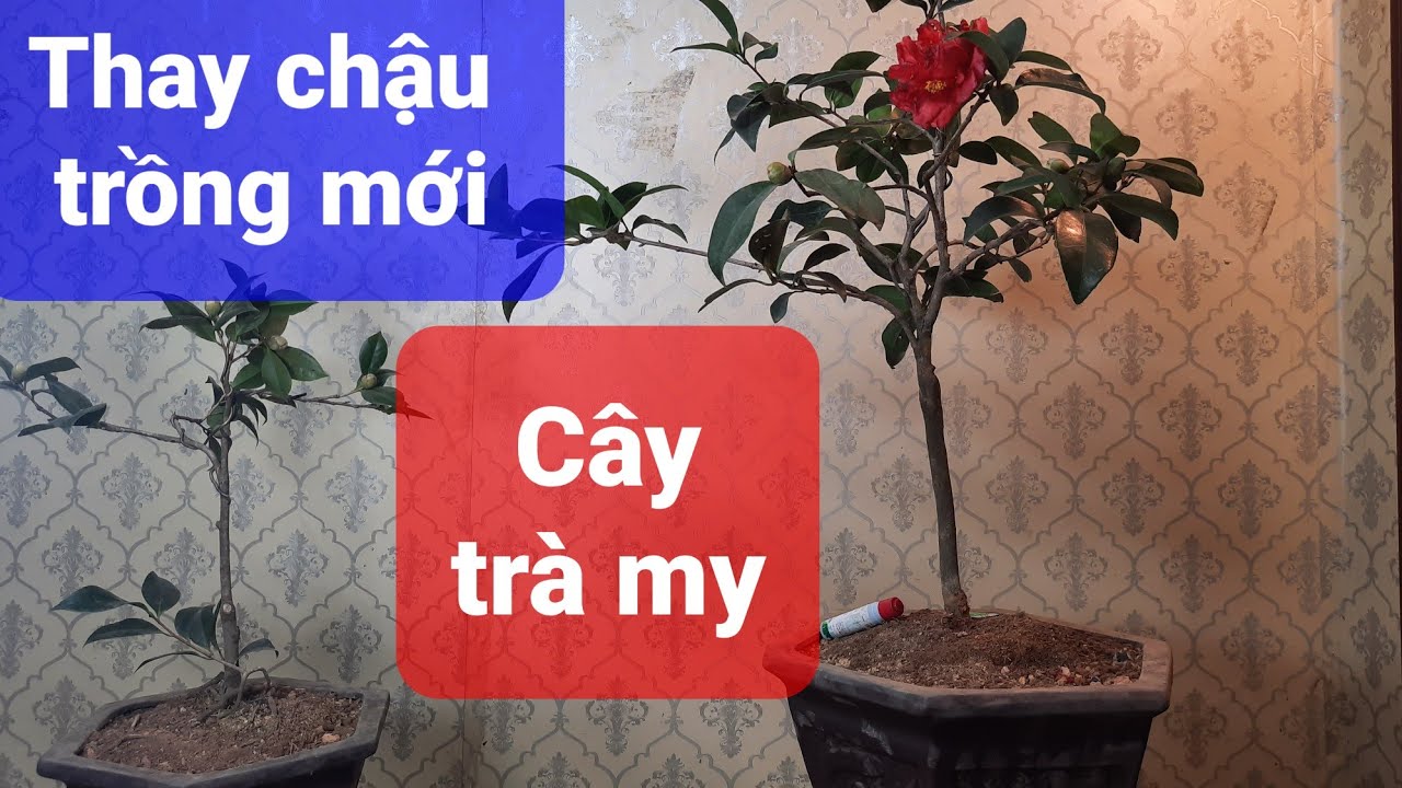Thay chậu cho cây trà my