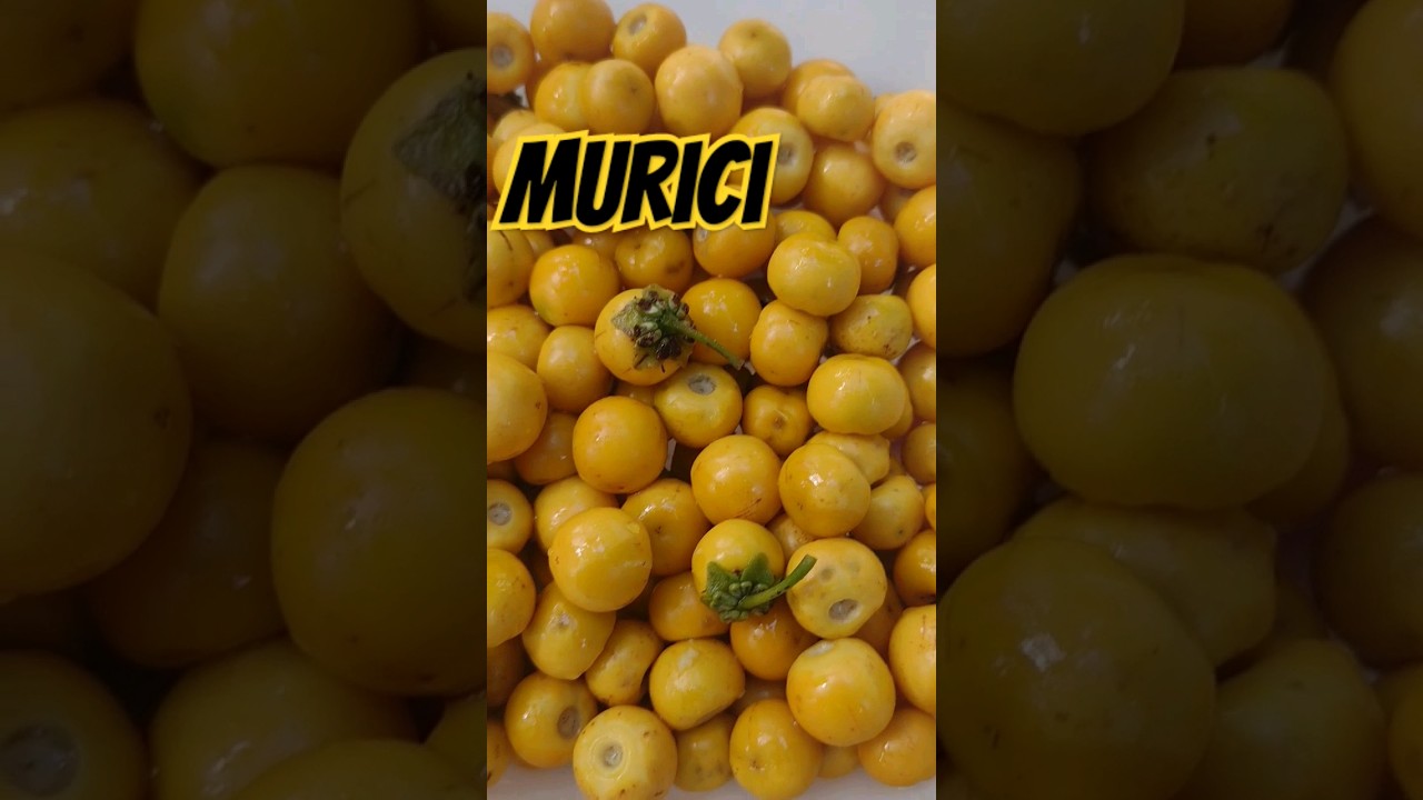 12 benef&iacute;cios do murici. #saude #cuidados #frutas #nordeste #arvoresfrutiferas #beneficios #murici