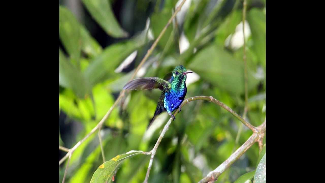 Panama travels - Coiba Island and Canopy Tower / Canopy Lodge