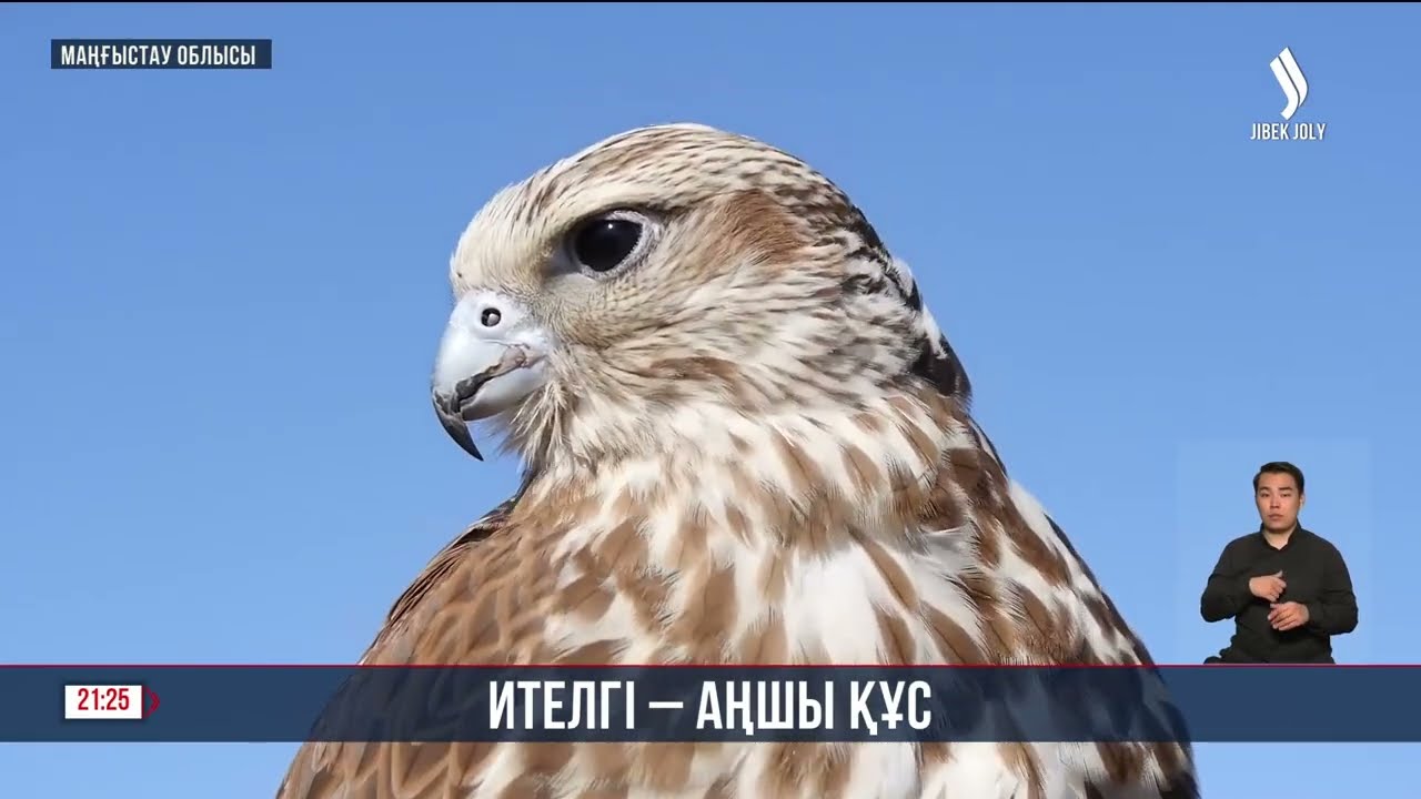 Ителгі — аңшы құс