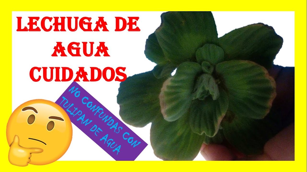 COMO CUIDAR LECHUGA DE AGUA - TULIPAN  ACUATICO CUIDADOS -  Pistia stratiotes cuidados