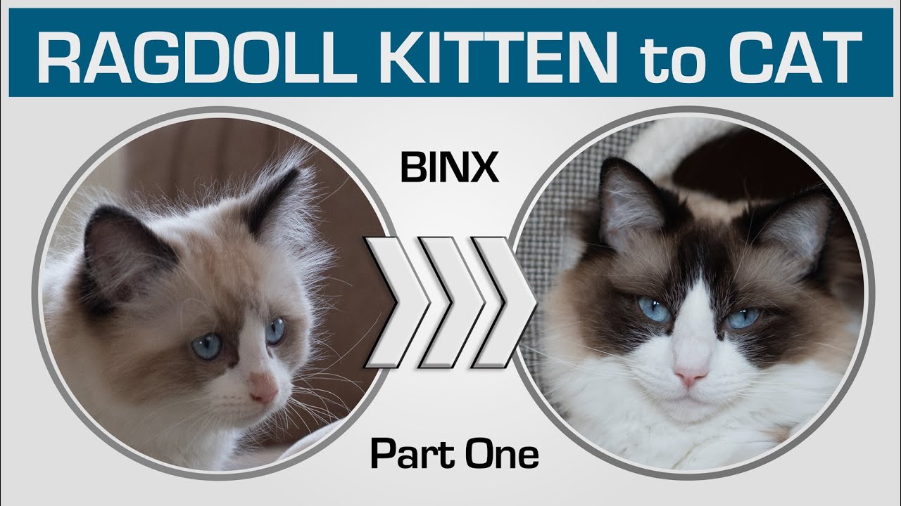 Kitten to Cat Compilation - Cute Ragdoll Binx (Part One: from 0 to 5 months)
