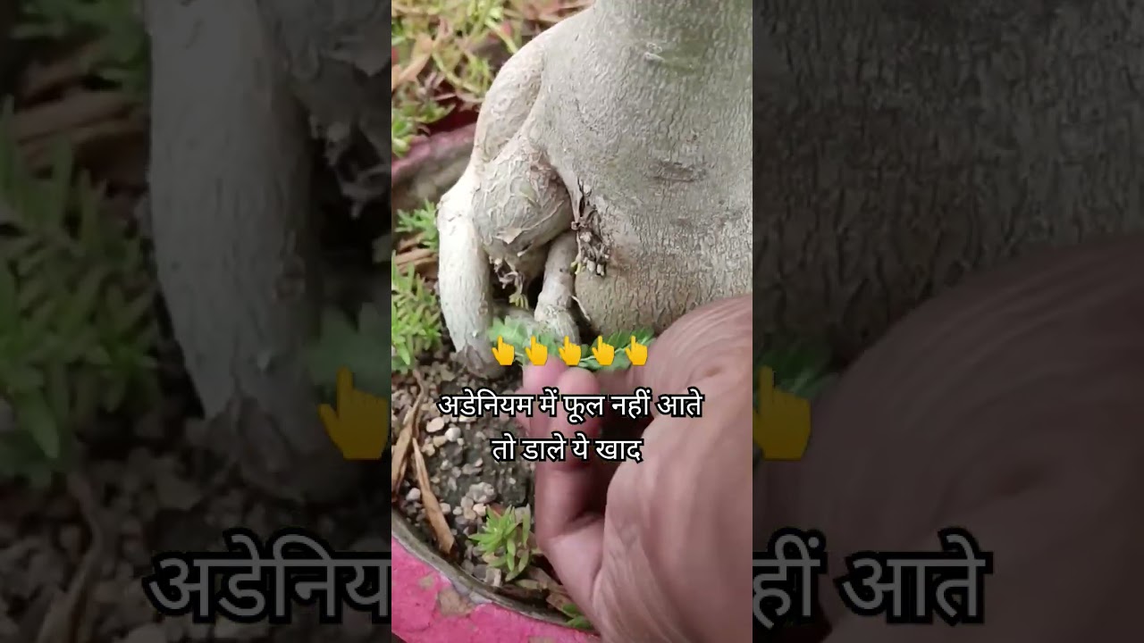 दे ये खाद फुलो से भर जायेगा अडेनियम / Adenium not flowering add this fertilizer now #shorts #garden