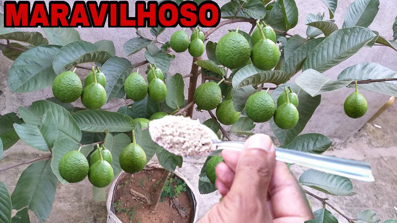 Use ISSO AGORAAA e ENRAIZE TODAS as suas PLANTAS (gasta 0 reais)