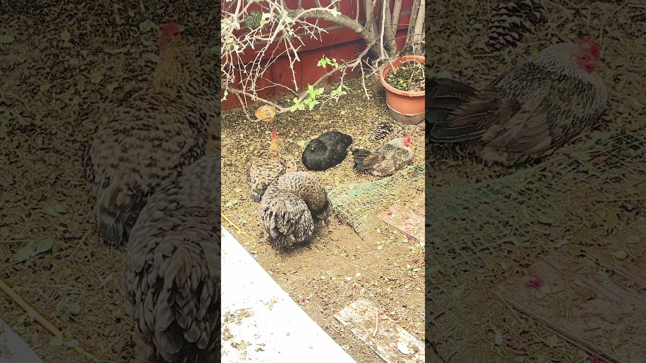 Backyard : 😀a group meeting or a group soil bath 🛀? 