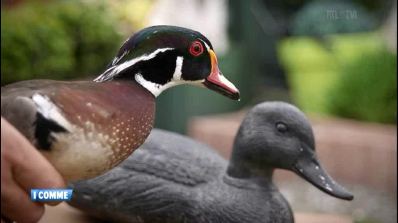 Le canard d'appartement : INTOX !