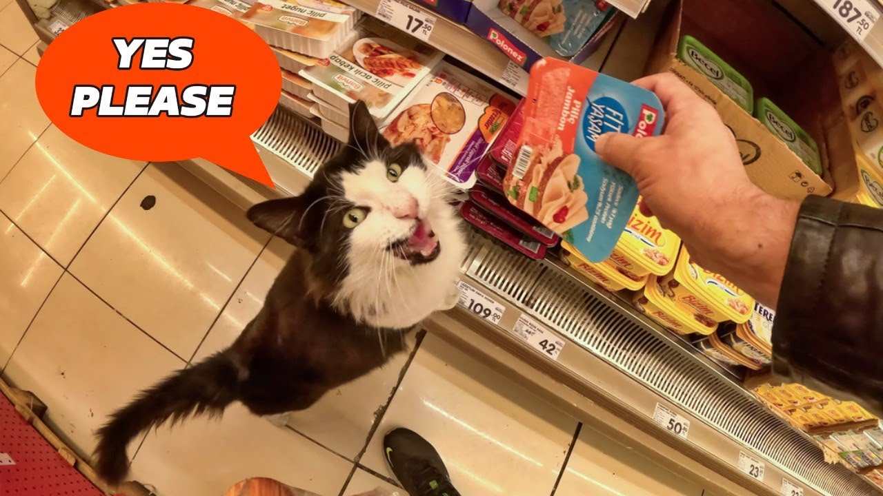 Have you seen a stray cat shopping in the market?