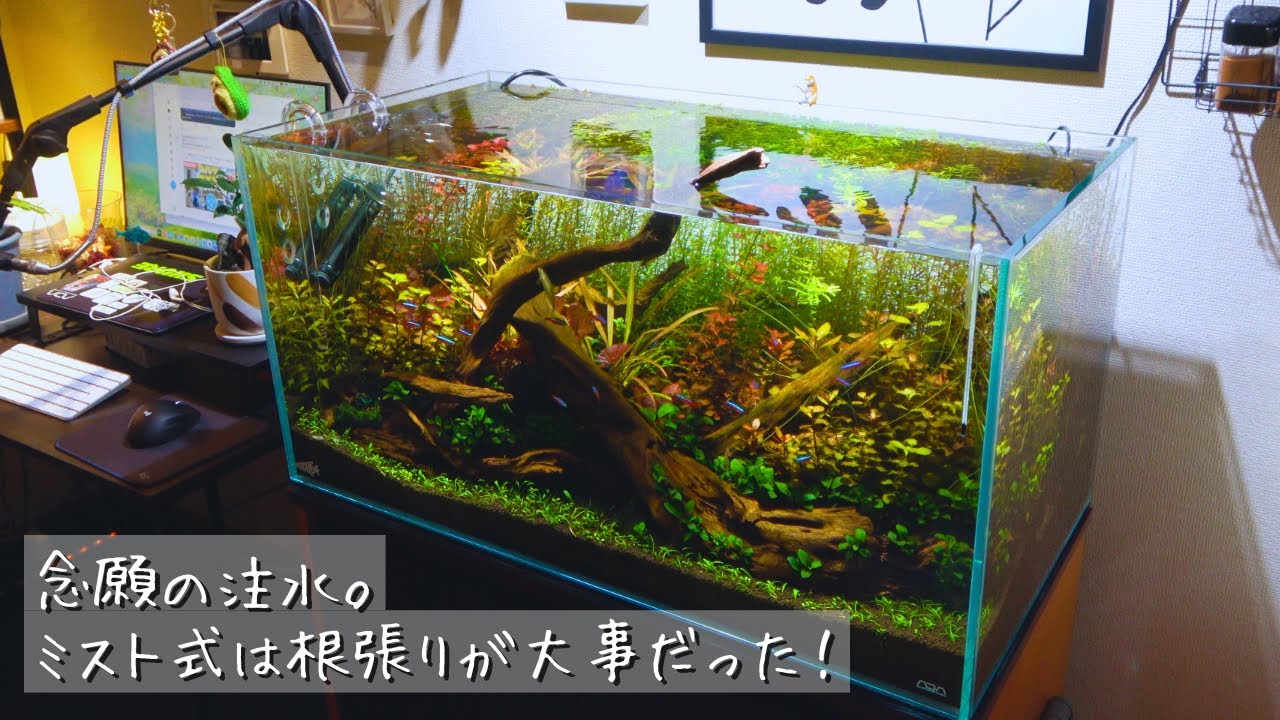 【アクアリウム】ミスト式管理が終わり、ついに注水。今回、順調すぎて...嬉しい。