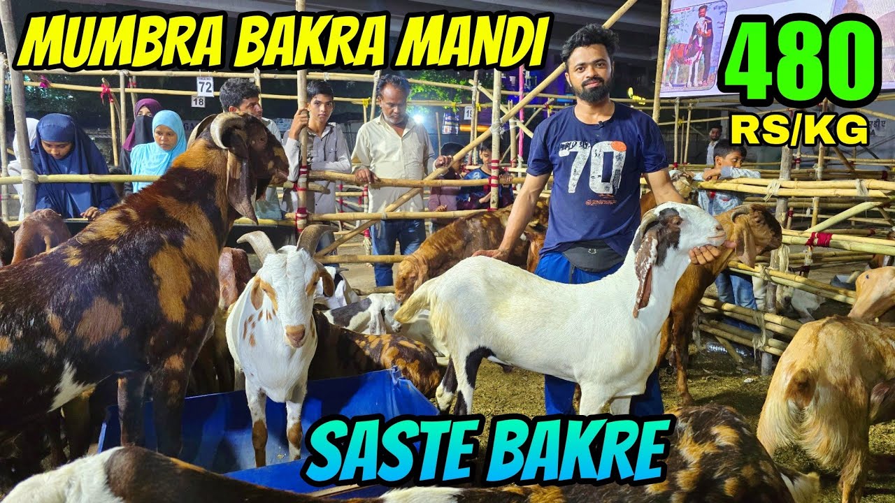 🔴 MUMBRA BAKRA MANDI 2025 ke SASTE BAKRE😎 480 RS/KG