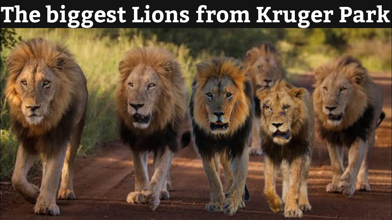 The Biggest Pride Lions From Kruger National Park | You Haven't Seen This Before  | South Africa