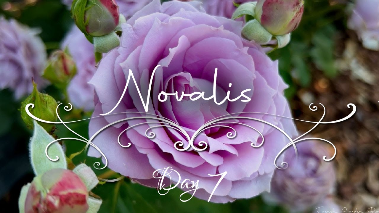 Novalis Rose &bull; Misty Lavender Elegance &bull; 24 Days of Roses & Classical Music &bull; French Garden Roses