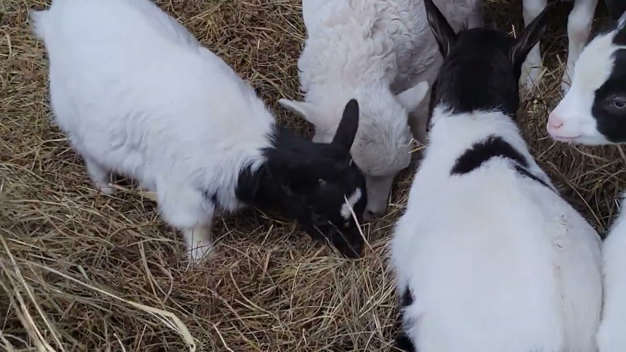 Baby sheep and goats, eating and playing.
