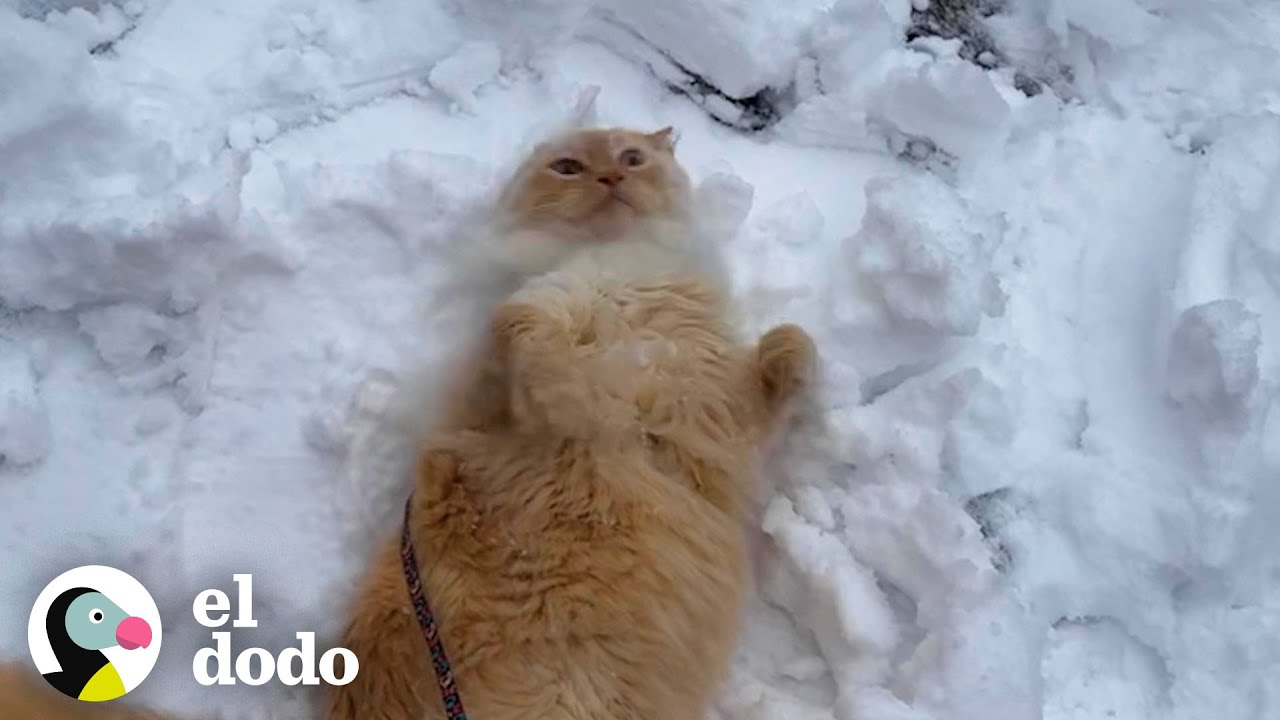 Gato obsesionado con la nieve le ruega a su mamá que salgan a la calle | Cat Crazy | El Dodo
