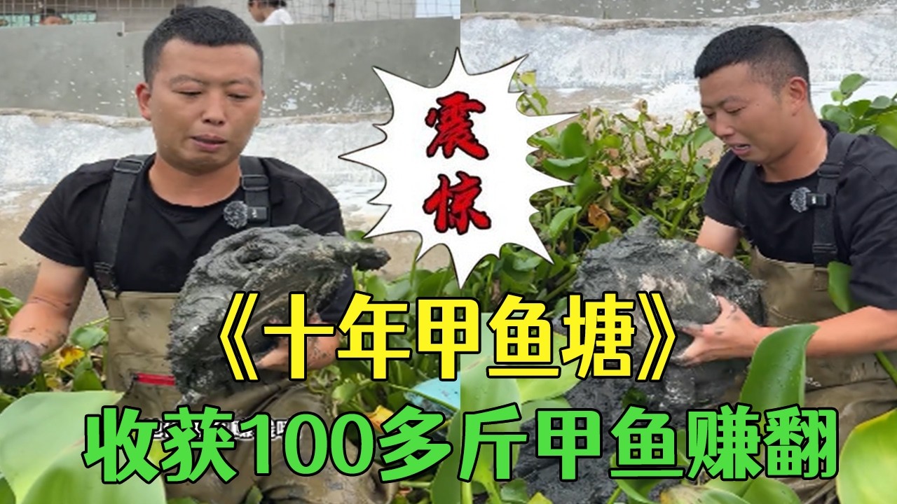 十年甲魚塘撿漏，收獲 100 多斤甲魚賺翻 #小飛哥  #三農#戶外#鄉村守護人 #包塘