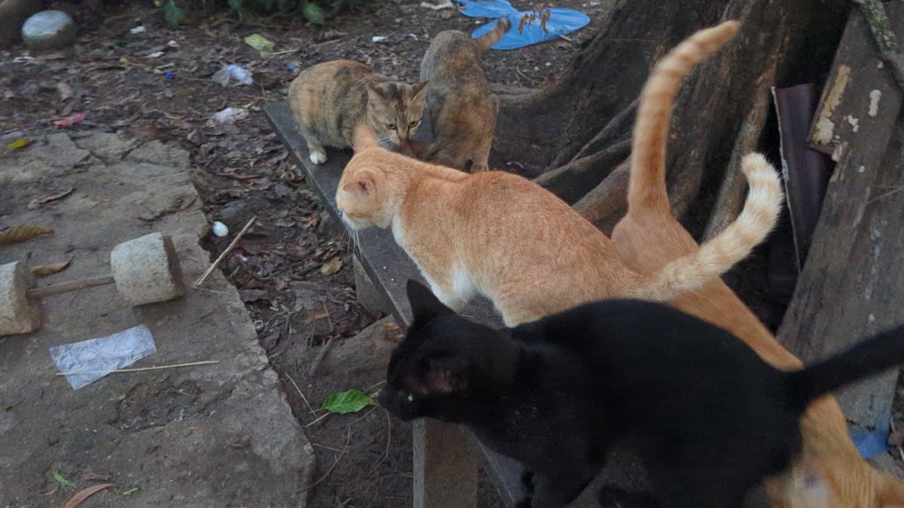 #cat It's time to eat together.
