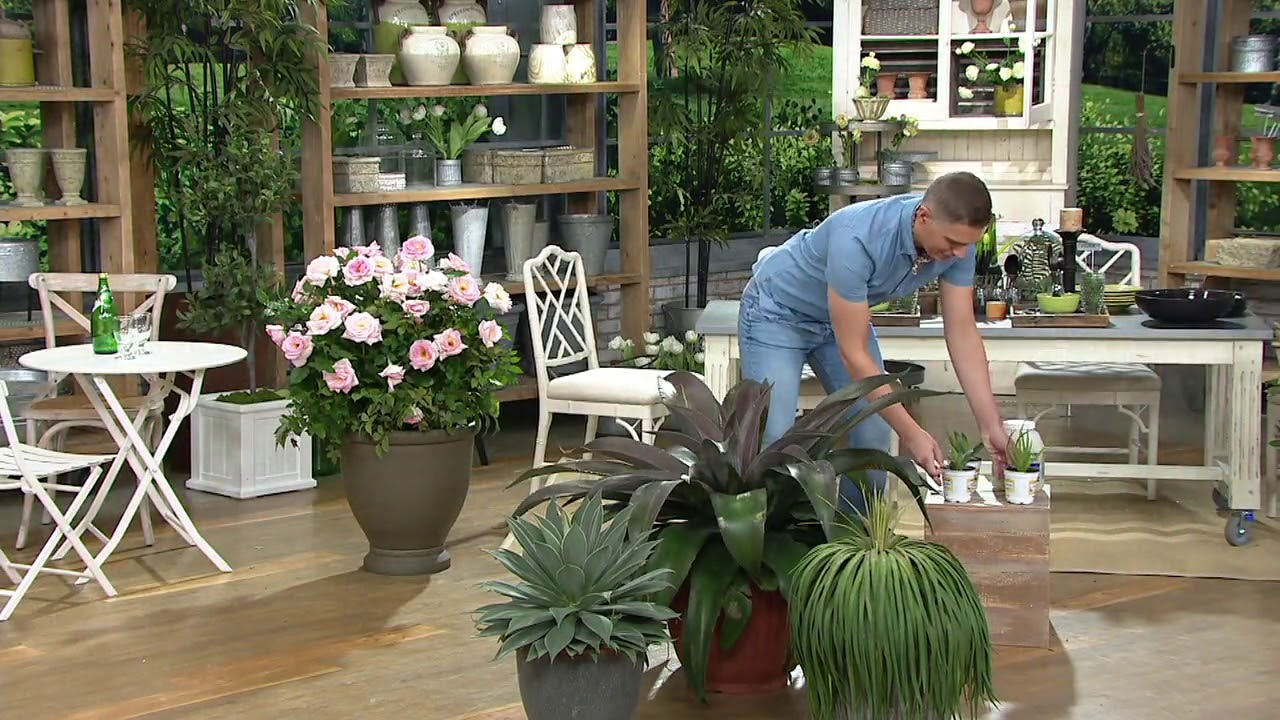 Cottage Farms Mangave Collection with Grower's Pot on QVC