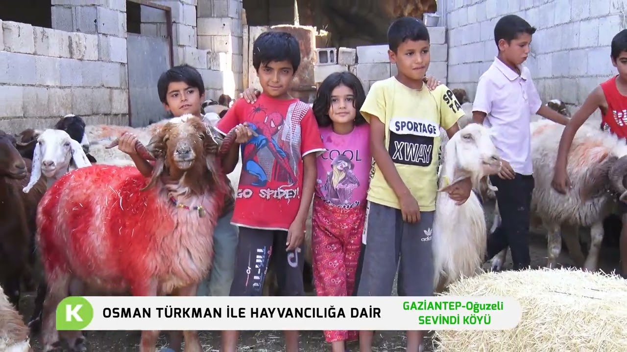 OSMAN TÜRKMAN İLE HAYVANCILIĞA DAİR | Gaziantep-Oğuzeli SEVİNDİ KÖYÜ
