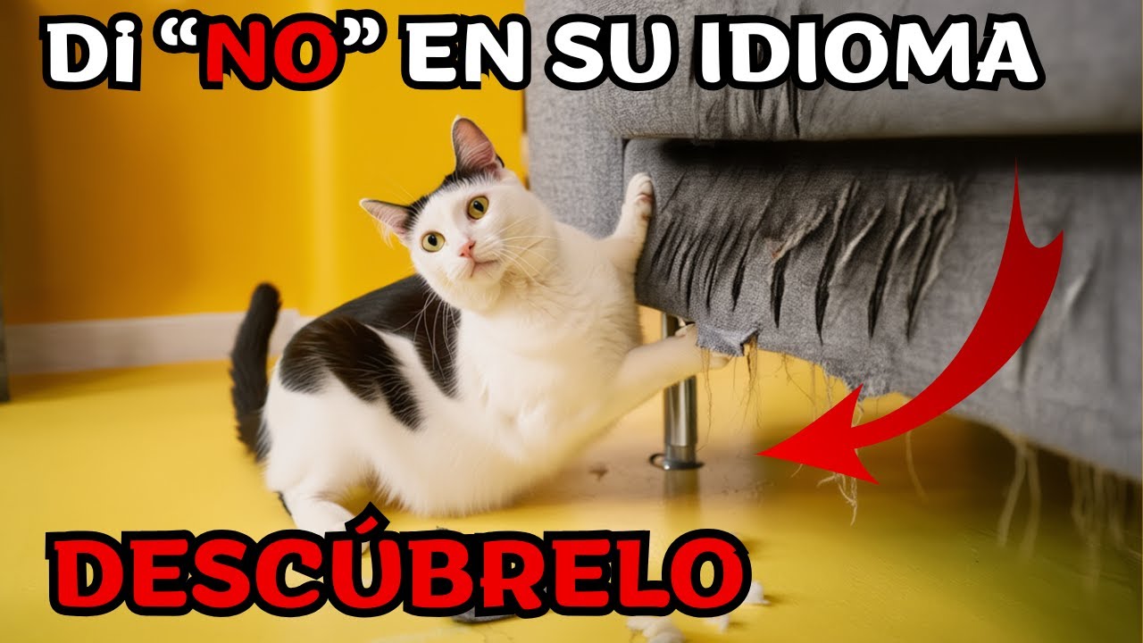 Tu gato no te ignora: el problema es cómo dices “NO” (y casi nadie lo sabe)