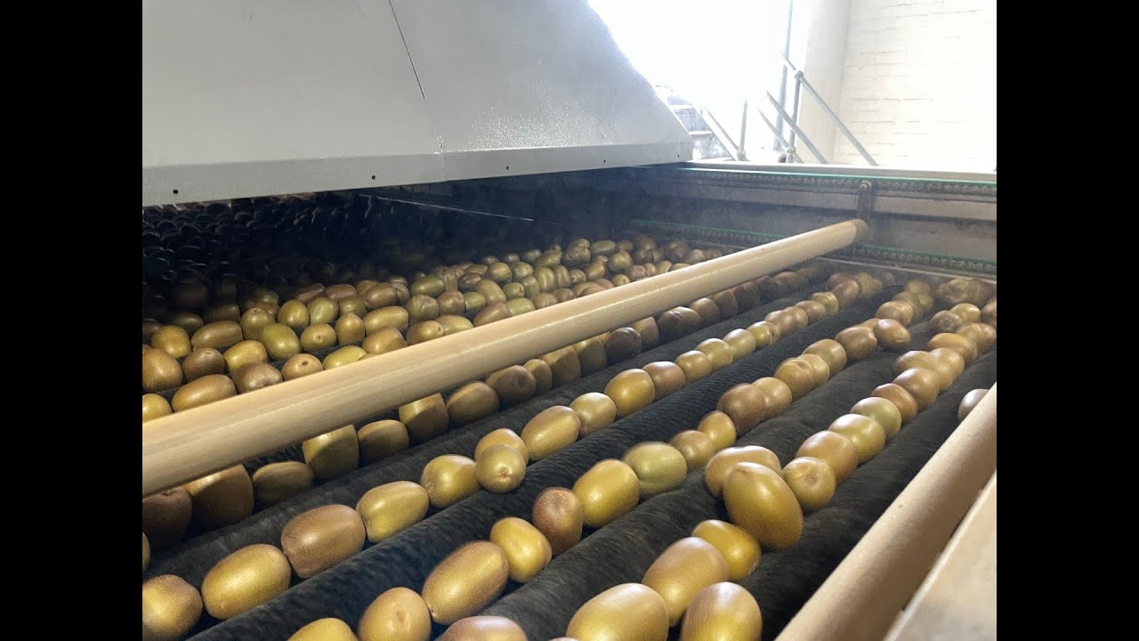 Dormas Kiwi infeed and packing line - 2022