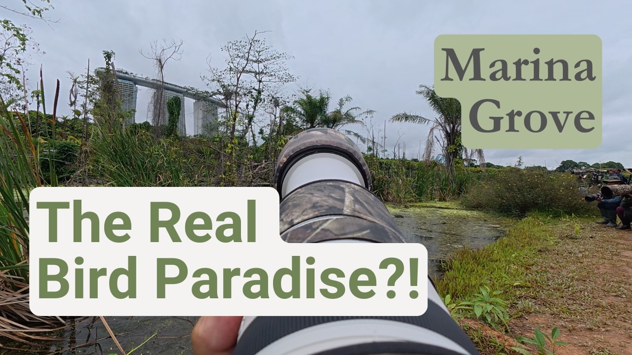 I hope this Dreamy Pond stays for Good! | A Birding Gem in Marina Grove