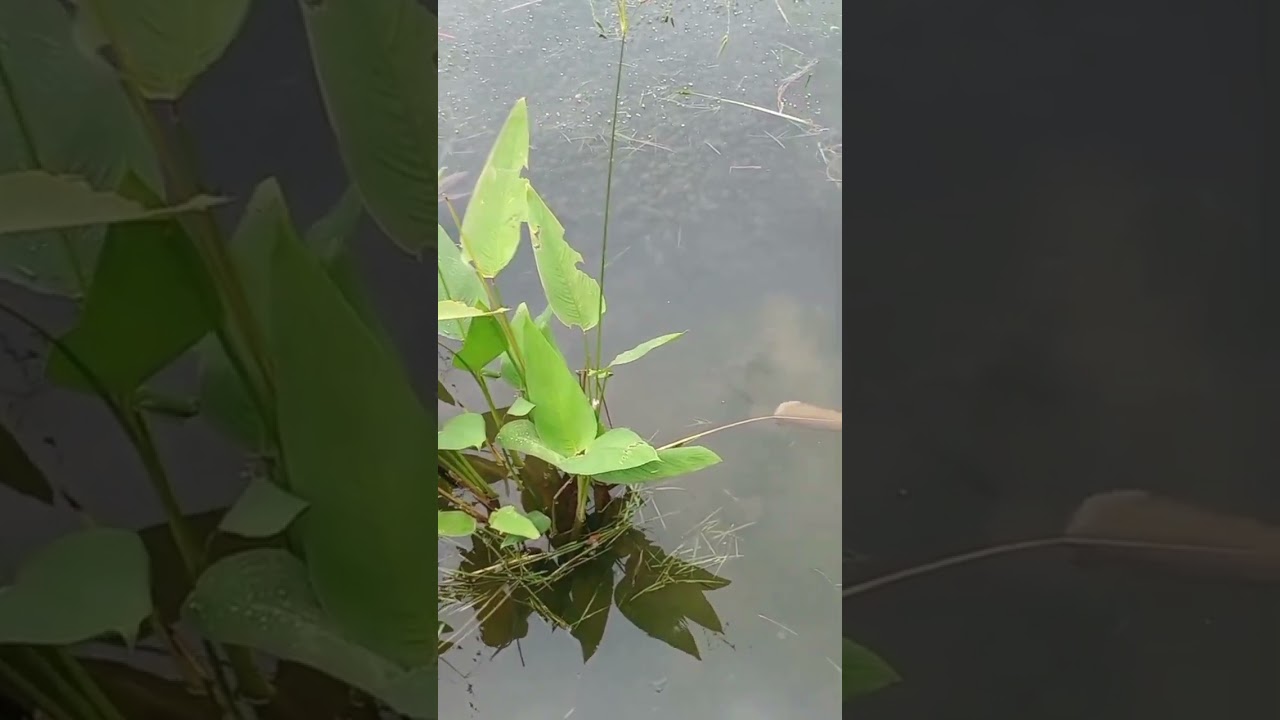 Kuala Lumpur Malaysia: Titiwangsa Lake Park Part II
