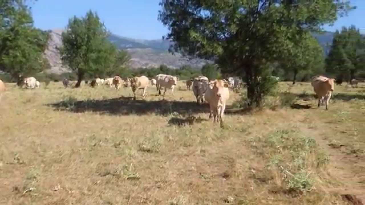 Blonde d&acute;Aquitaine - Ganader&iacute;a Soto Fresnos - Julio 2014