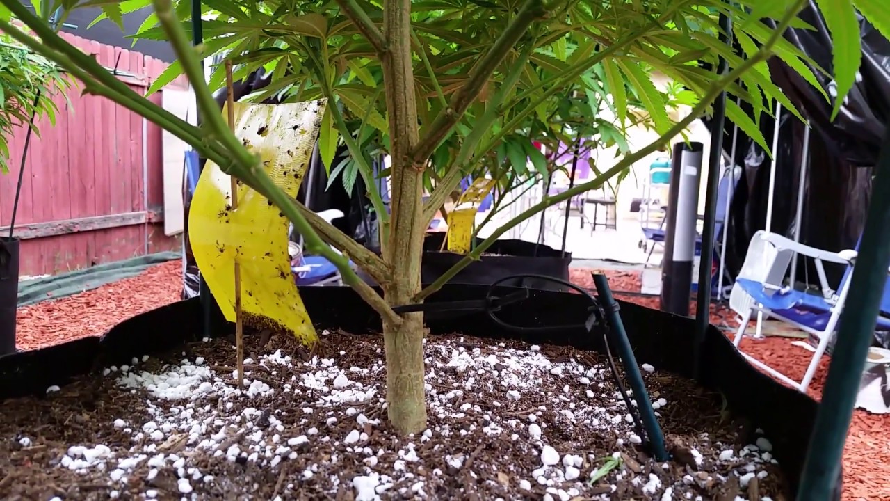 Lollipopped, Supercropped, Mainlined OG, GG #4, SourD,