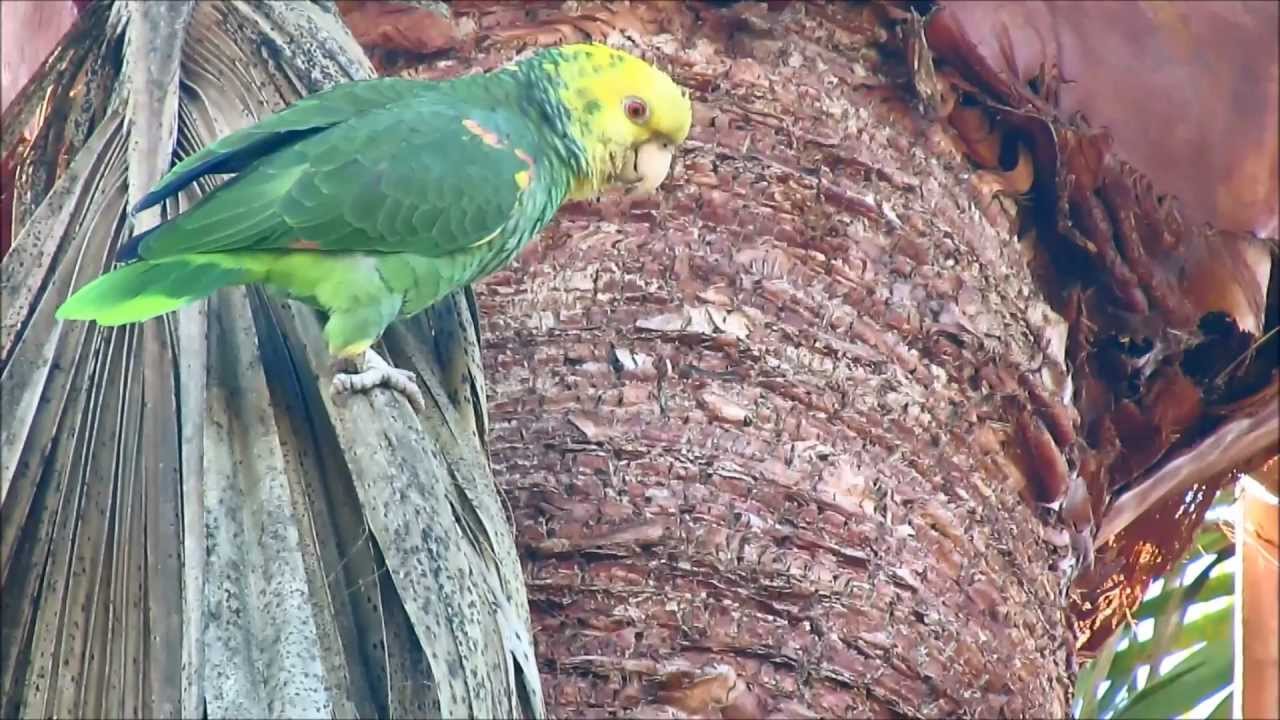 Clips of the Unclipped