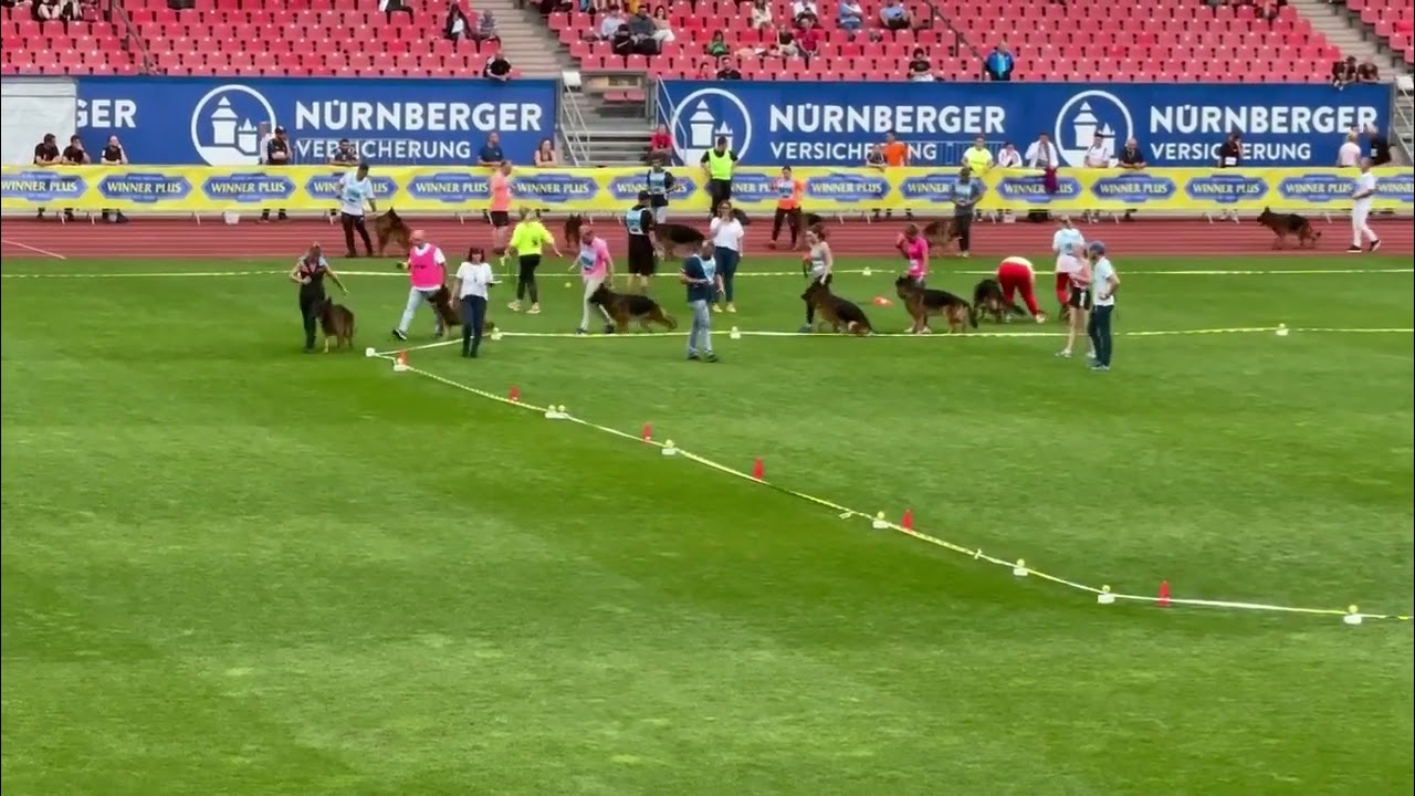 SV Bundessiegerzuchtschau 2024 Nürnberg ( BSZ ) -Part 2-