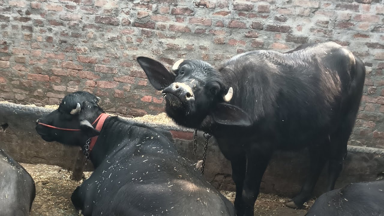 ਪਹਿਲੀ ਵੀਡੀਉ ਜ਼ਰੂਰ ਦੇਖੋ ਜੀ 