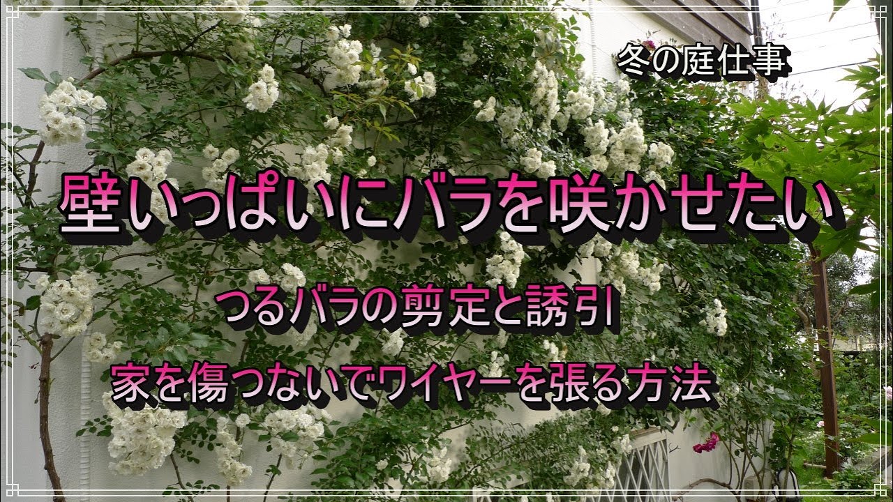 【壁いっぱいにバラを咲かせたい】ガーデニング/壁にワイヤーを張る方法/つるバラの剪定と誘引/壁の塗装DIY/暮らしを楽しむVlog