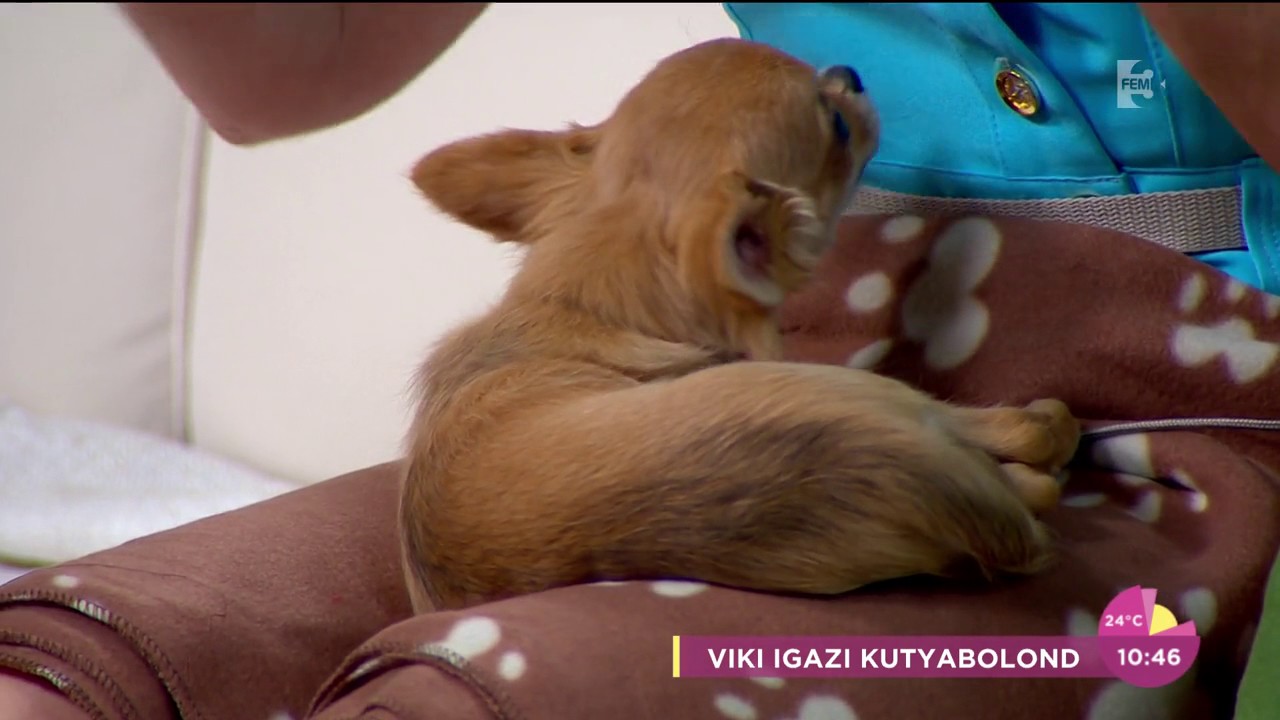 Miló Viki nehezen talál párt 9 csivavája miatt - tv2.hu/fem3cafe