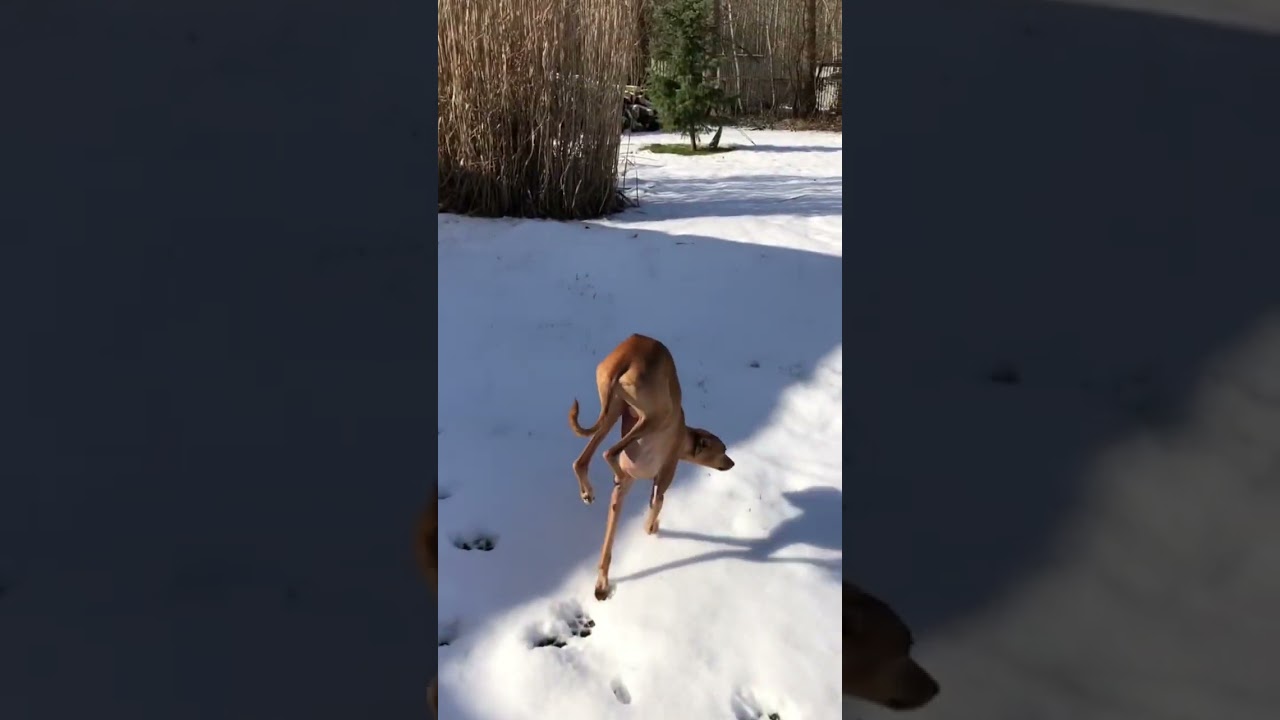 This dog can walk on his two front legs