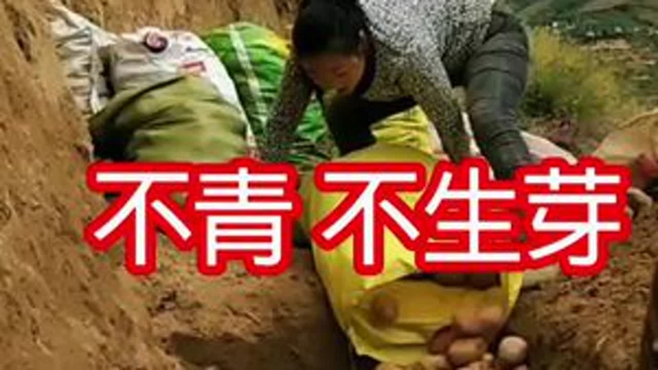 土豆储存家用小妙招 新鲜吃半年