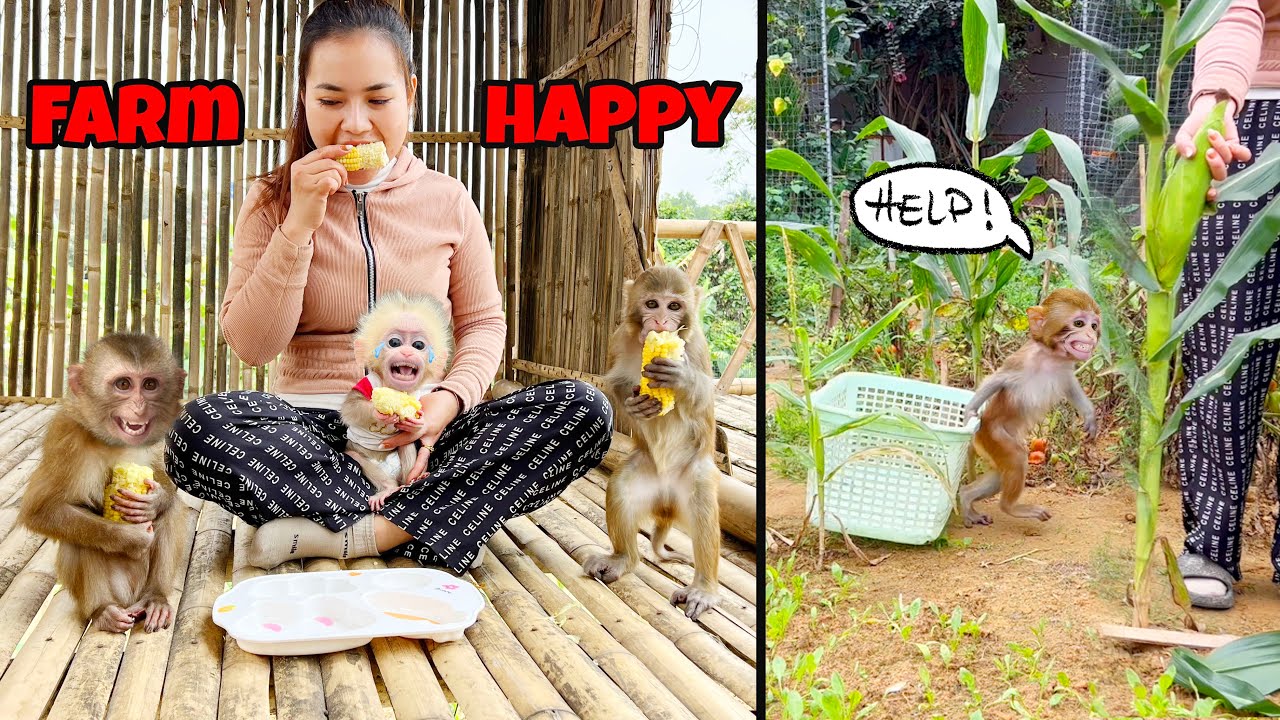 Happy Farm, Monkey Mon Kaka Bobby помогает маме собирать урожай, помидоры, кукурузу, джекфрут