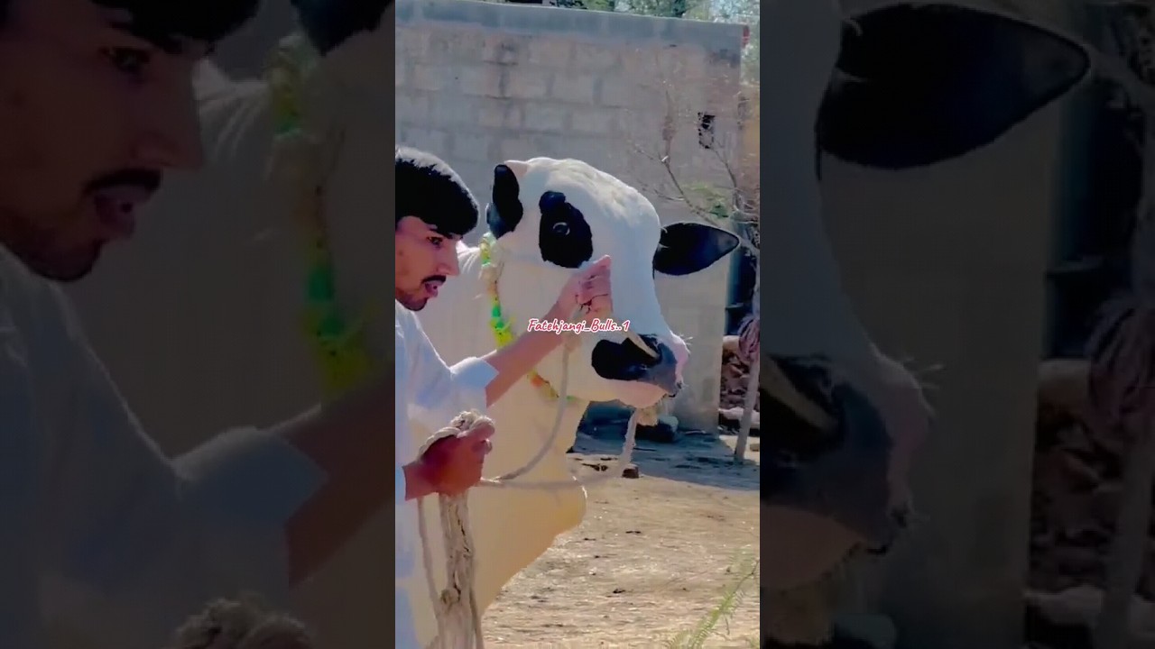 Best bull race in pakistan 2023! vip dandi group (Dhanni bull) 