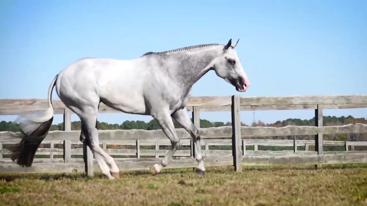 Just Good Vibes - AQHA/APHA stallion.