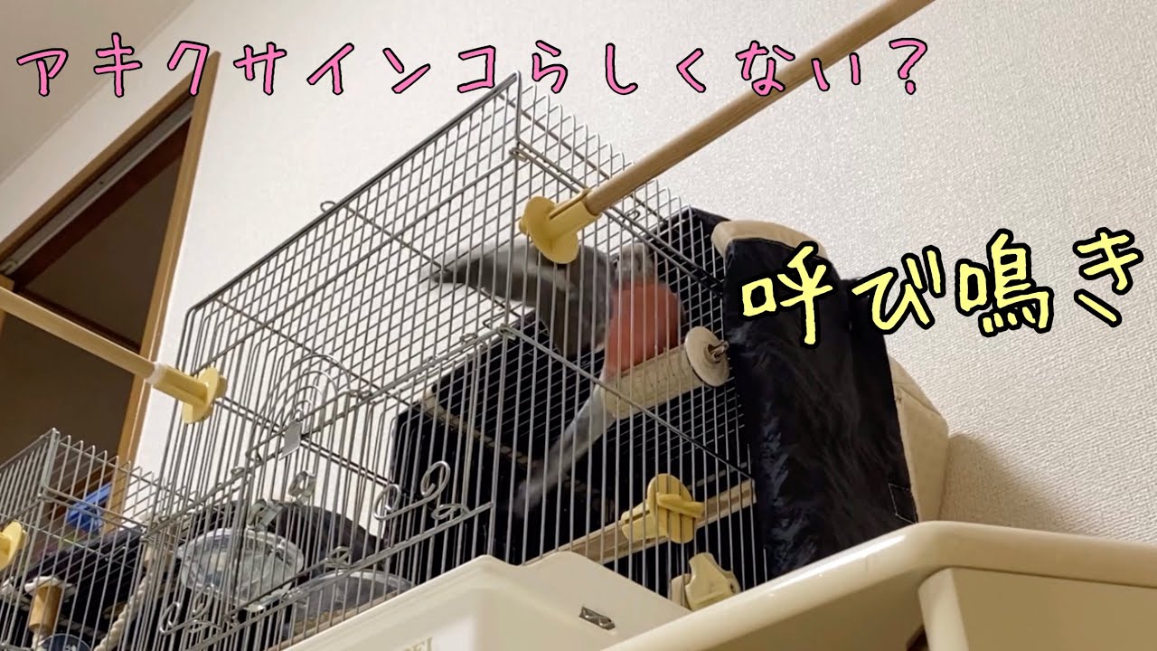 アキクサインコてんのダミ声パワフルな呼び鳴き