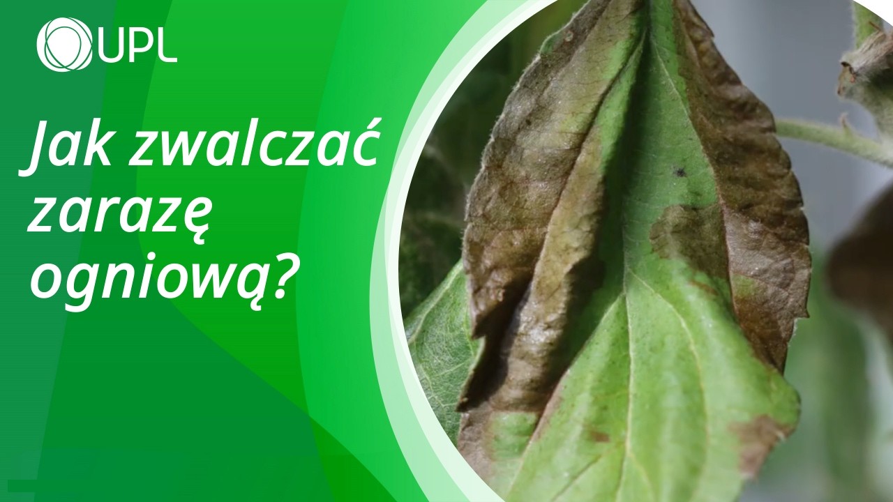Zaraza ogniowa i sposoby jej zwalczania