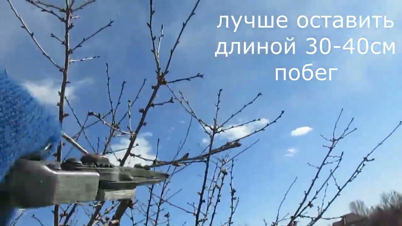 Вишня.  Обрезка вишни.