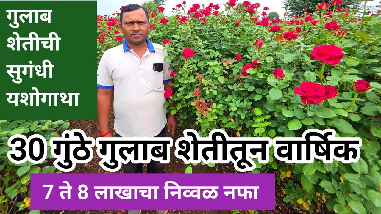 30 गुंठे  गुलाब शेतीतून शेतकऱ्याने मिळवले भरघोस उत्पादन... #गुलाबशेती 