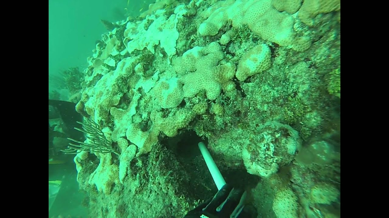 Lobster Limit South Florida