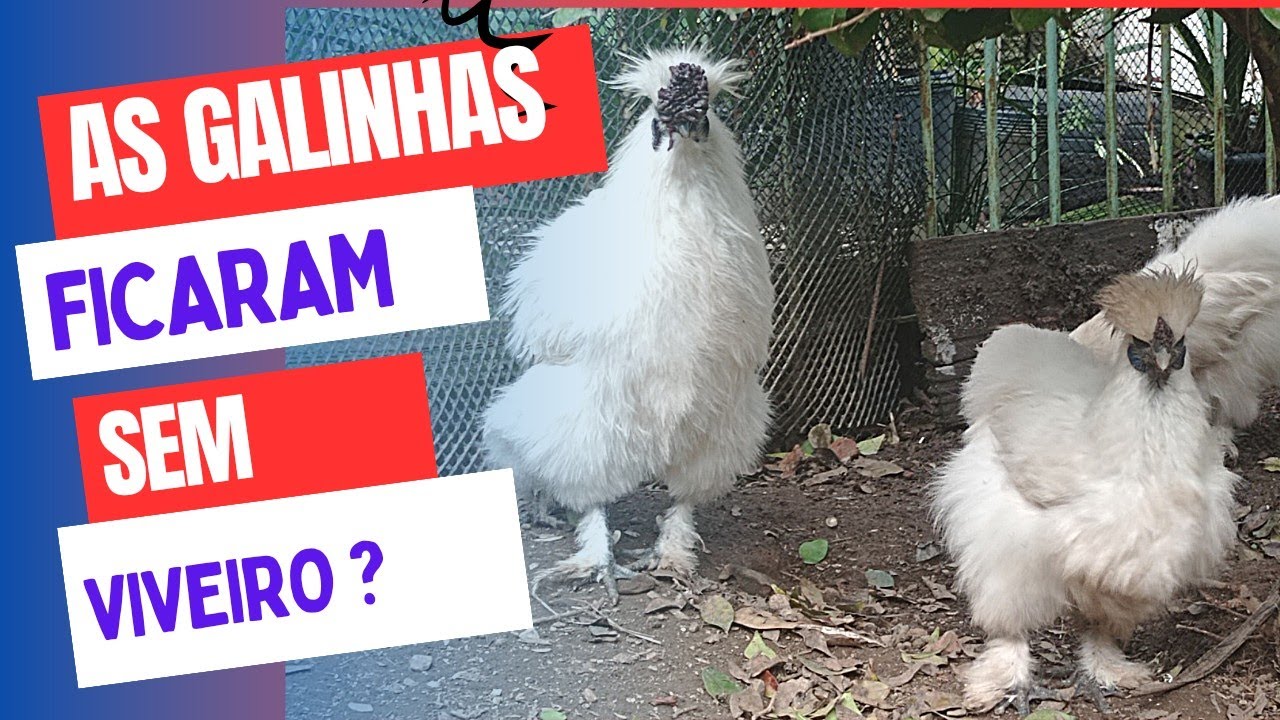 O FIM DOS PIOLHOS  DE GALINHA! SEM VENENO. #pichilinga #cal