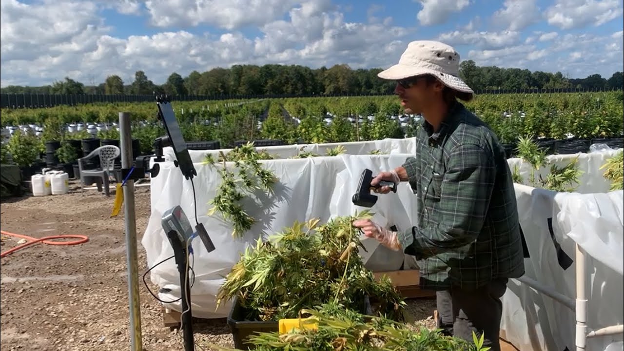 StashStock's CannaScale at an outdoor cannabis grow during Croptober