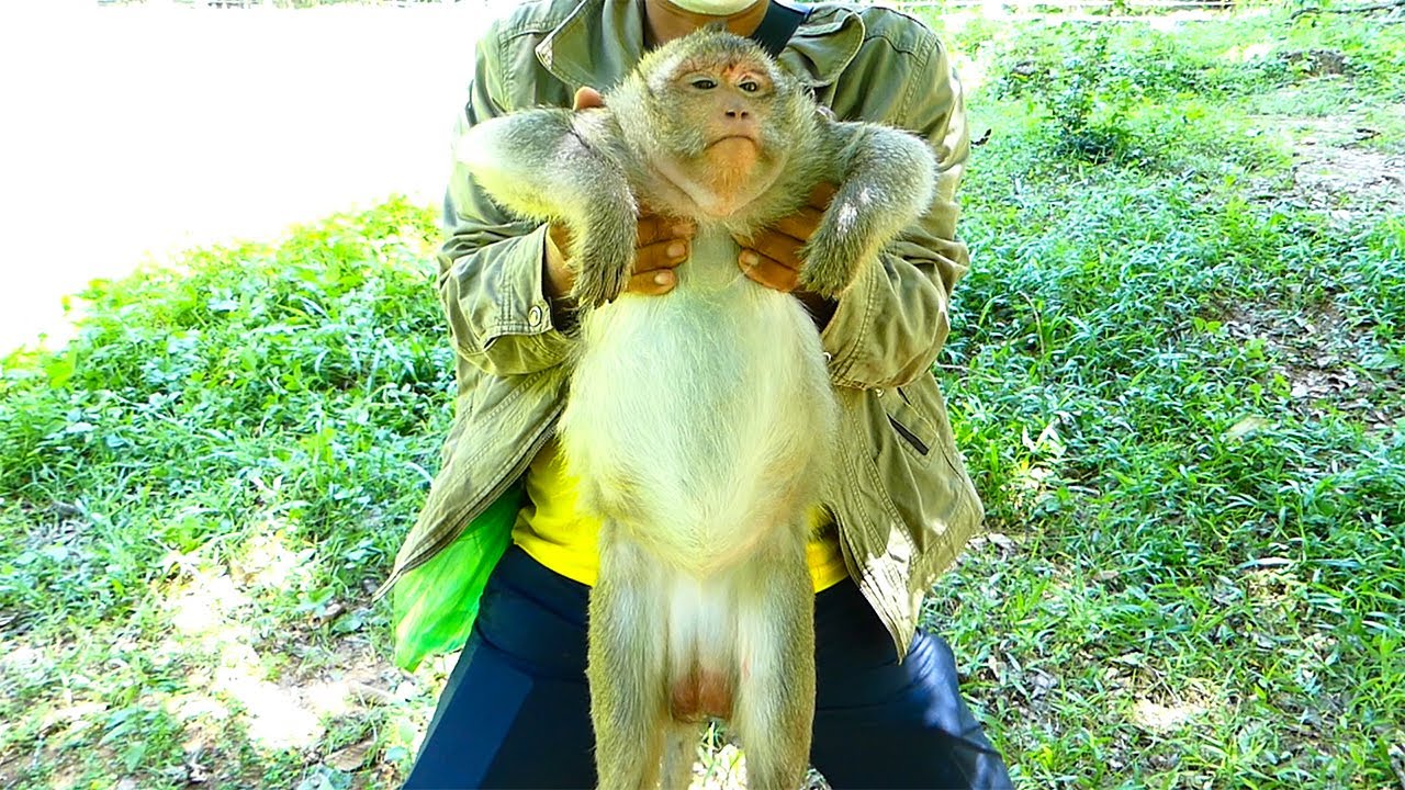 Abandon monkey/look so pity monkey was abandon and look to him big hungry and sad