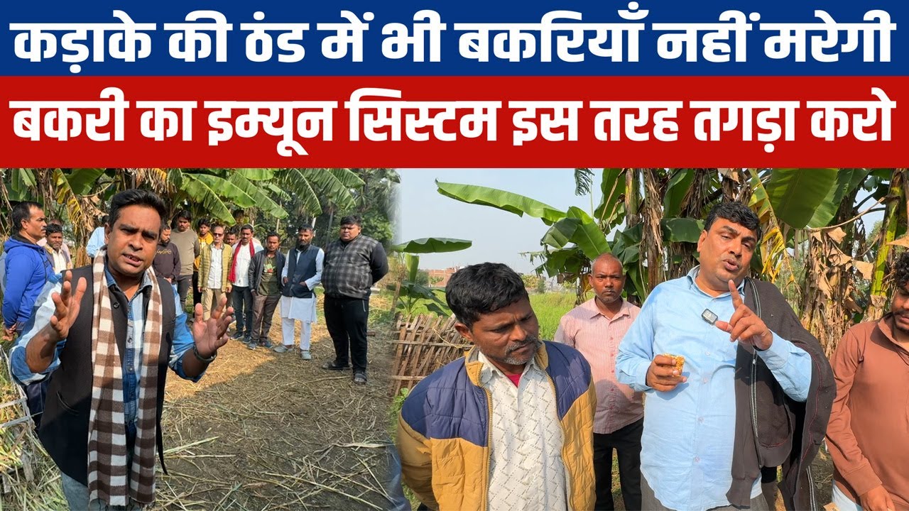 जाड़ें में Goat Farming कभी फेल नहीं होगा अगर बकरी का इम्यून सिस्टम तगड़ा होगा Goat farming Knowledge